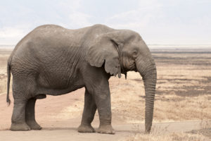 Elefante sin colmillos