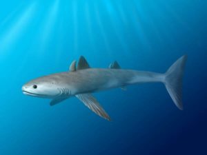 Reconstrucción virtual de un Cladoselache, uno de los tiburones más primitivos