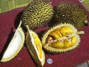 Durián, fruta típica del Sudeste Asiático conocida por su característico mal olor.
