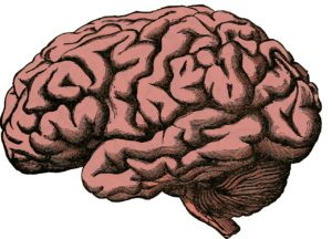 Cerebro - Límites del ser humano