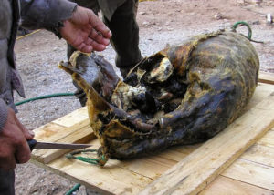 Alcas tordas fermentadas en el interior de una piel de foca.