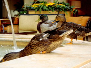 Patos del hotel Peabody